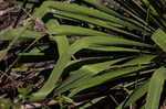 Weak-leaf yucca